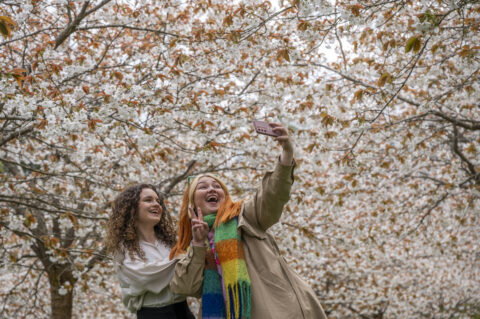 Taihaku cherry blossom at Alnwick Garden, Alnwck, Northumberland, England